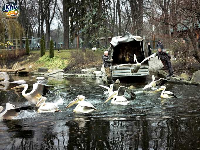 В Киевском зоопарке переселили на озеро семью пеликанов