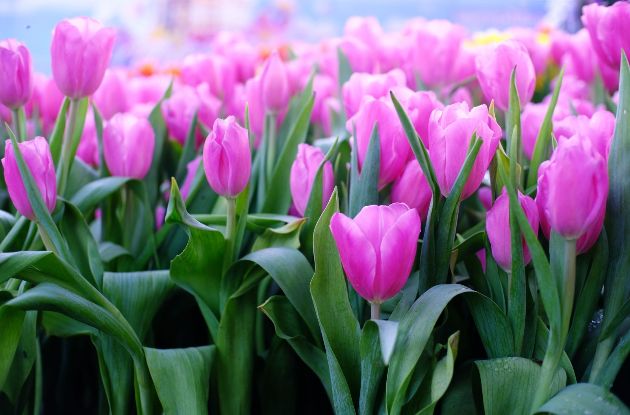 В Киеве откроется выставка тюльпанов