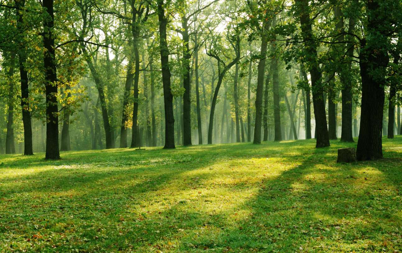 В Броварском лесничестве Киева создадут Музей леса
