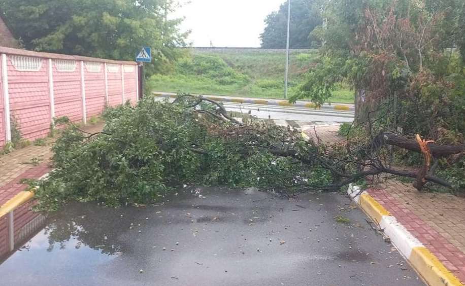 На Киевщине непогода повалила деревья и поломала ветки