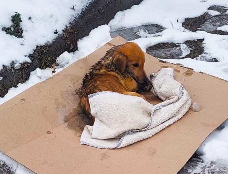 Патрульные Борисполя спасли выброшенного на улицу щенка