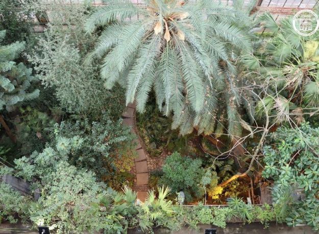 У ботсаду Києва зацвіла 200-річна пальма