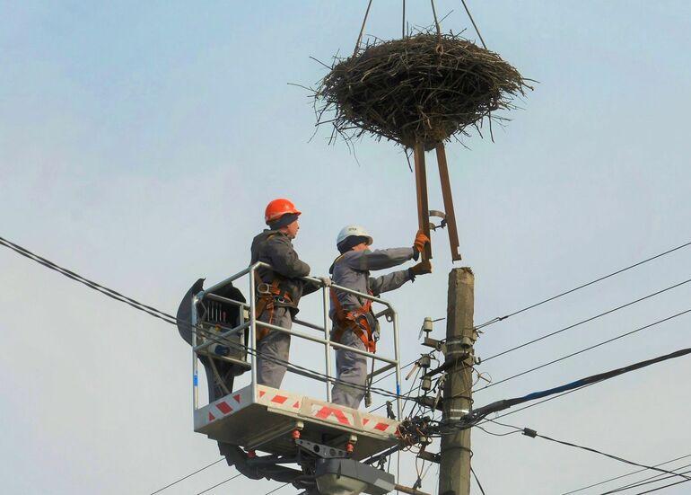 В Киеве энергетики установят на электроопорах гнезда для аистов