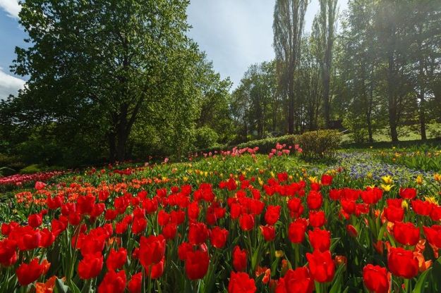 На Співочому полі в Києві відкриється виставка тюльпанів