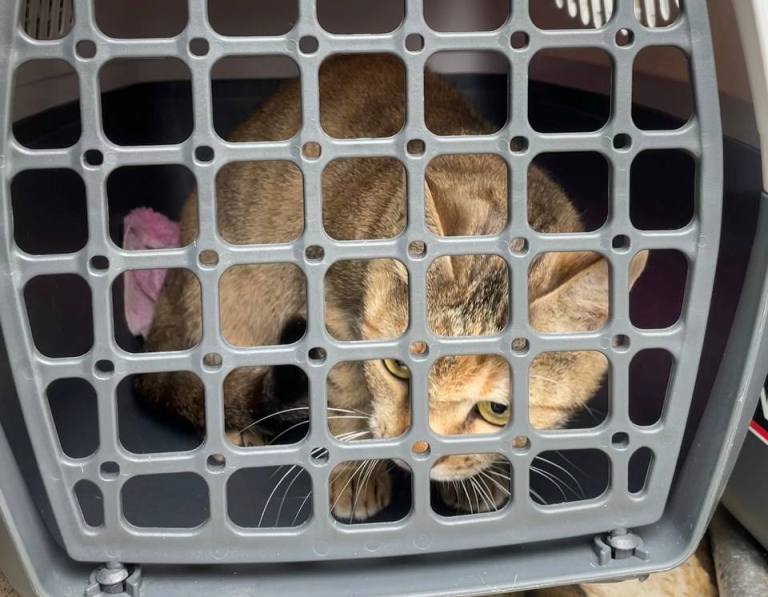 В Киеве спасли кота, которого хозяин на несколько дней закрыл в квартире