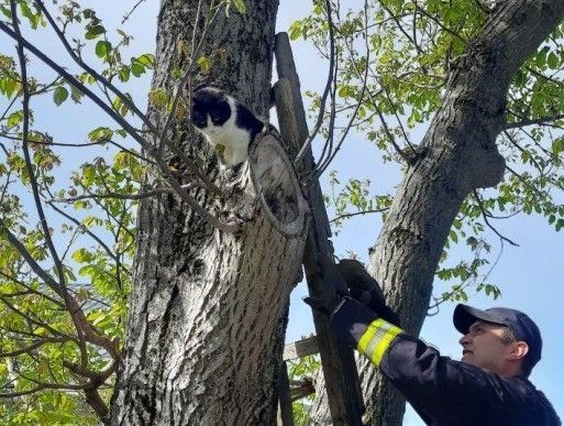 Сутки просидел на дереве: на Киевщине спасли кота