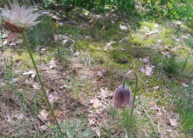 У Святошинському лісі знайшли рідкісні рослини