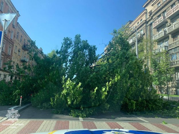 В Киеве поваленное дерево перегородило дорогу