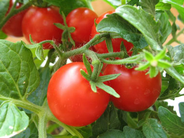 Рядом с Крещатиком выросли помидоры (фото)