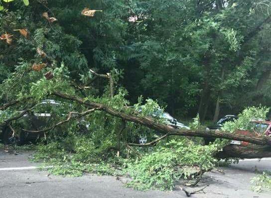 На Кудрявском спуске упавшее дерево придавило машину (фото)