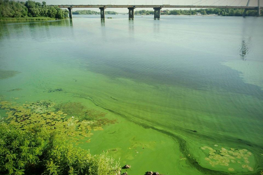 Киевское море стало зеленым