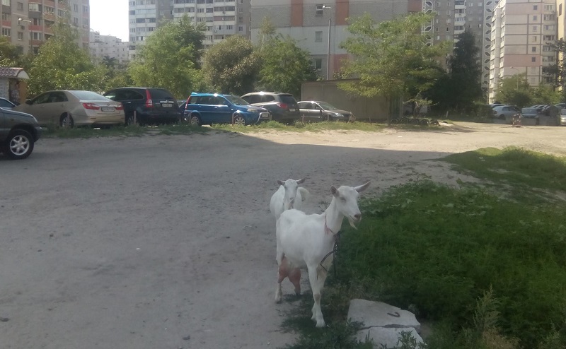 На Позняках козы нападают на машины (фото)