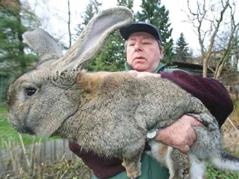 На Позняках появился гигантский кролик (фото)