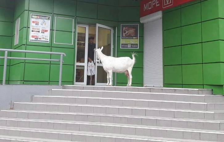 На Татарке в магазин ходят козы