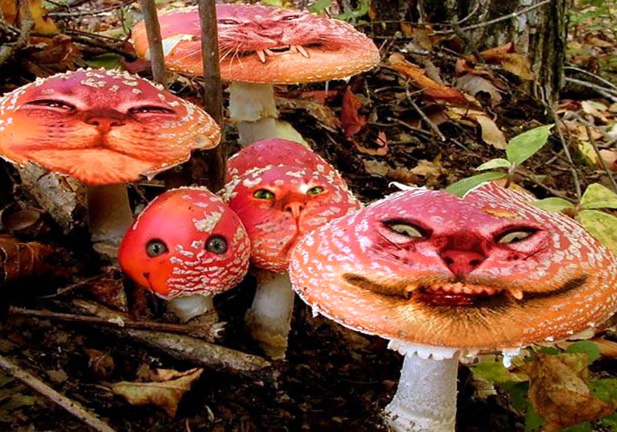 У Кличко рассказали, какие грибы вызывают галлюцинации