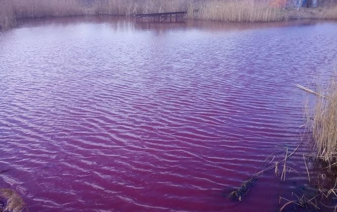 Озеро на Нивках стало необычного цвета