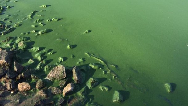 В Киевском море позеленела вода (фото)