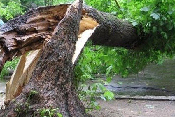 На Дарнице на машину рухнуло дерево (фото)
