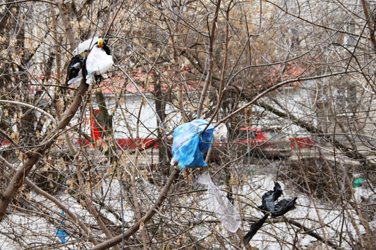 На Теремках на деревьях развесили "гирлянды" из мусора (фото)
