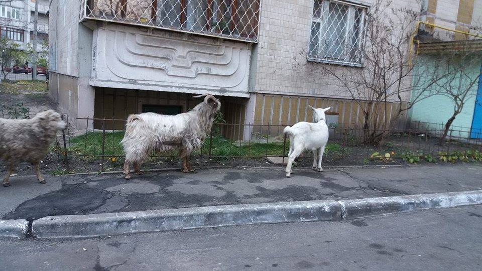 По Киеву среди высоток бродят козы