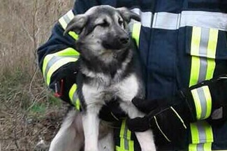 Под Киевом из ловушки спасали собаку