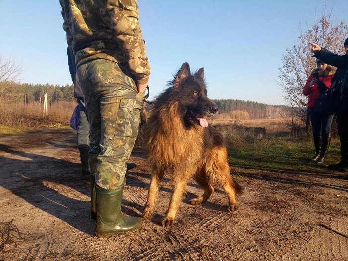Пропавшего под Киевом подростка искали с собаками