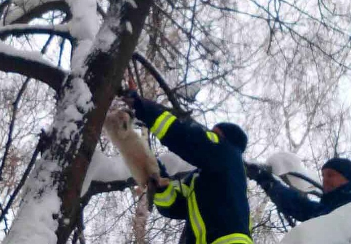 Под Киевом спасатели снимали с дерева кота