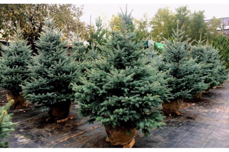 В Киеве предлагают запретить продажу елок