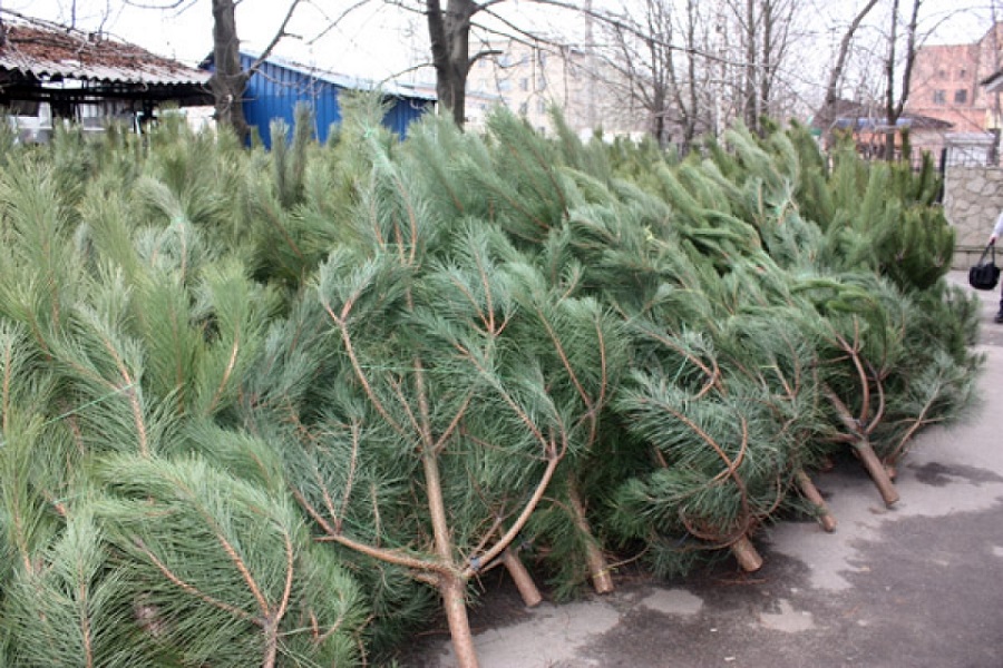 В Киеве разогнали нелегальных торговцев елками