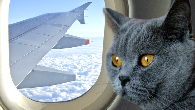 Пассажиры самолета едва не подрались из-за кота