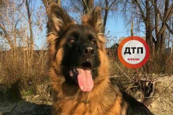 За возвращение собаки киевляне предлагают огромную сумму
