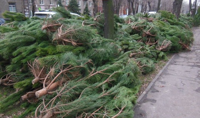 Золотые елки: на расчистку Киева потратят сотни тысяч