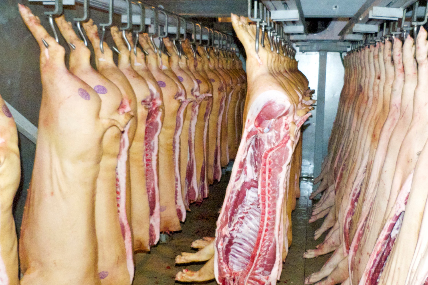 Дарницким школьникам купят мяса на 14 миллионов