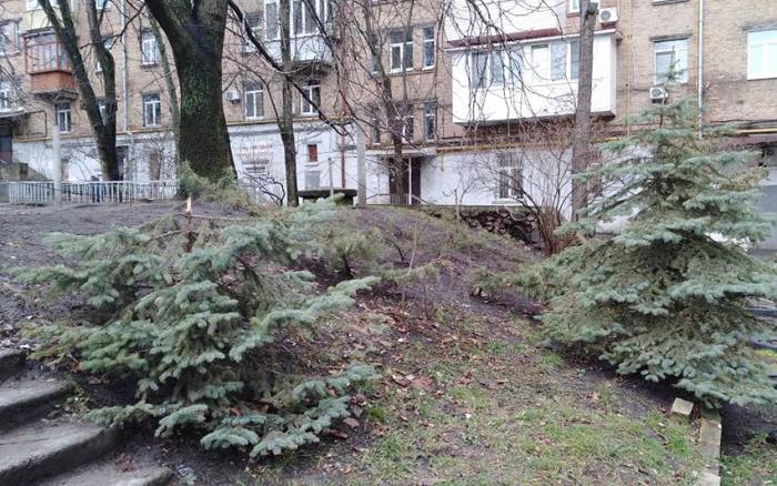 В киевских дворах вандалы уничтожают ели