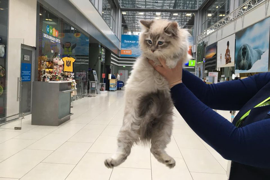 В киевском аэропорту пассажирка бросила котенка