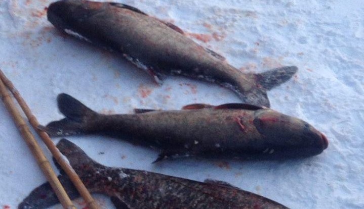 В озере на Позняках гибнет рыба