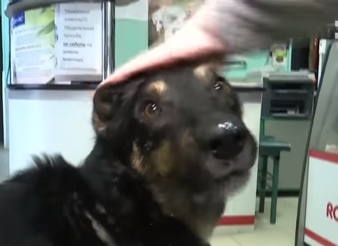 Киевлянка нашла украденного пса благодаря соцсетям