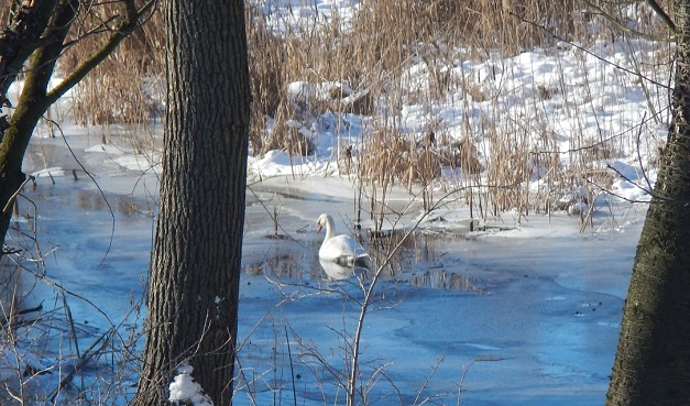 На реке под Киевом спасли замерзающего лебедя