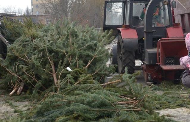 Киевляне отнесли на переработку десятки тысяч елок