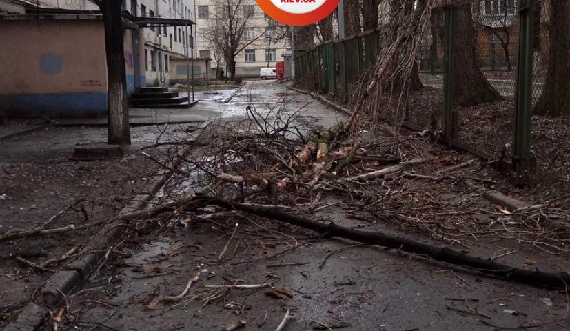 Из-за непогоды в Киеве ломаются деревья