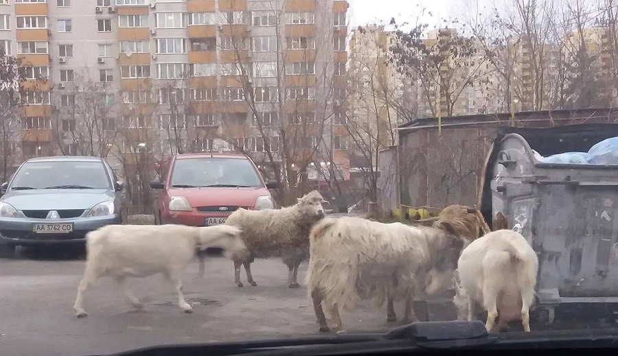 По киевскому двору бродит стадо коз