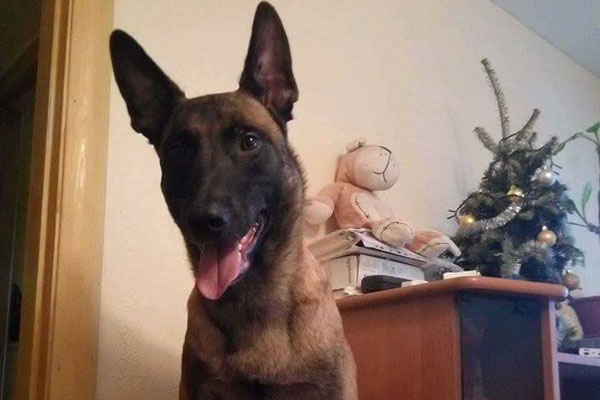 В Киеве пес спасает собак