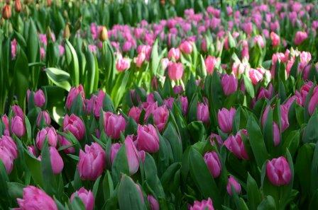 В Киеве расцвели тюльпаны