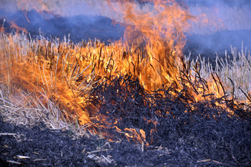 На Нивках горит поле (фото)