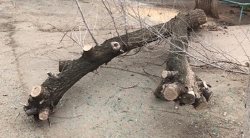 Легковушку придавило упавшим деревом (фото)