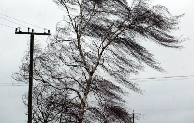 Из-за сильного ветра в Киеве падают деревья и ломаются остановки (фото, видео)