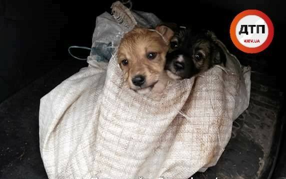 В лесу под Киевом нашли мешок со щенками