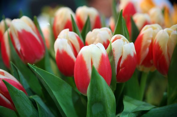 На Певческом поле откроется фестиваль тюльпанов