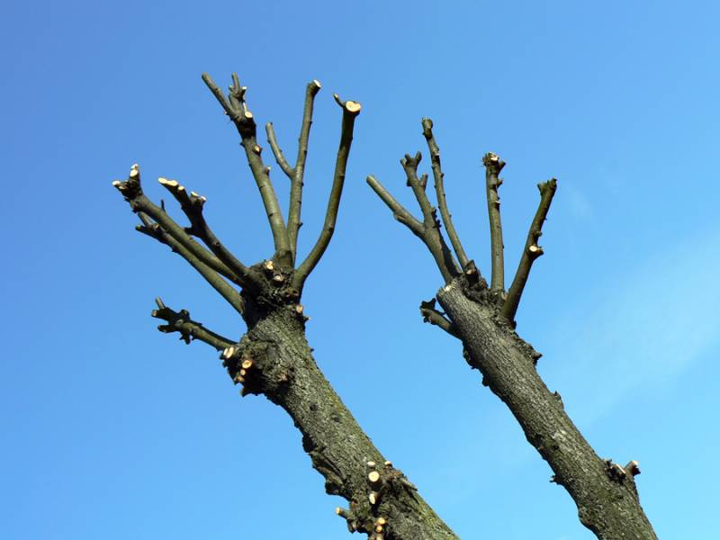 В Киеве предлагают отказаться от обрезки деревьев