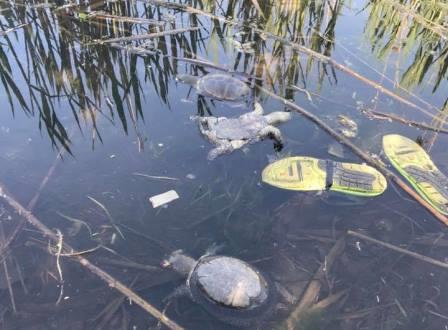 В озере на Позняках погибли черепахи